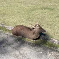 🦌すっきりしとる🦌