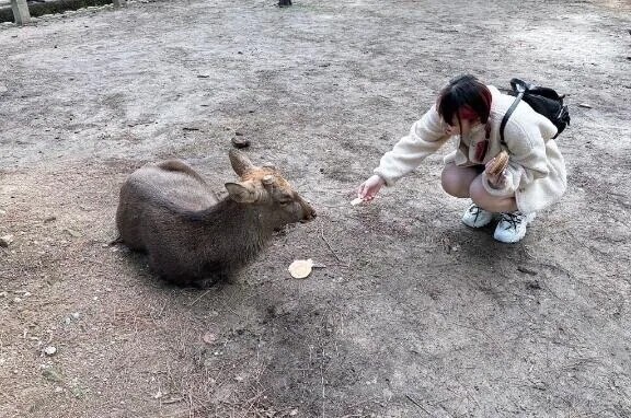 🦌癒されまるる🦌