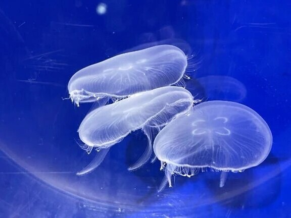 🪼ふよふよよき🪼