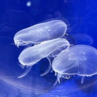 🪼ふよふよよき🪼