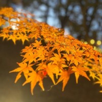 桜木～SAKURAGI～