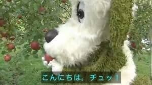 こんばんわん