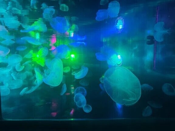 🪼綺麗だった