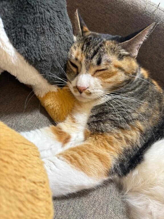お休みです