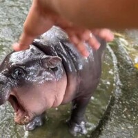 みる
