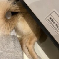 りのは