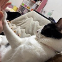 さくや