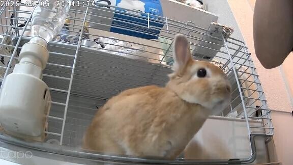 しゅっきん🐾