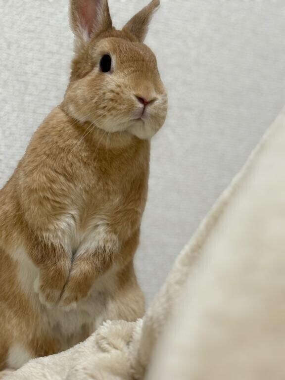 きつきつお♡んこ争奪戦？🍼