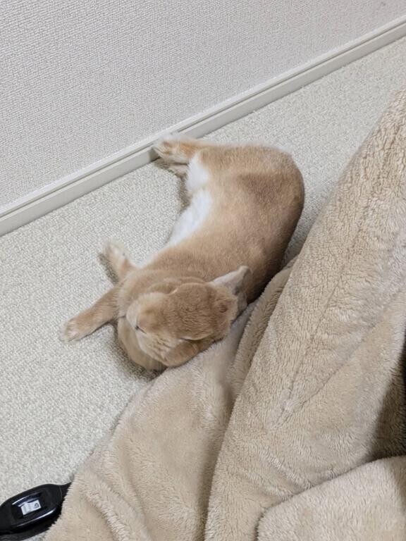 とくべチュ、して？💓