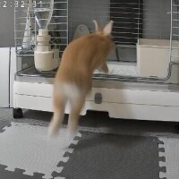 まほ