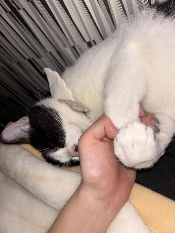 激カワ🐱