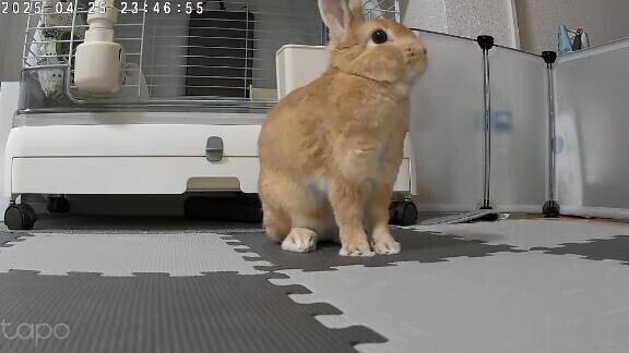 朝のご挨拶🐰💗