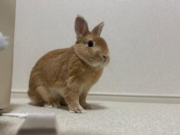 います🐰🐾