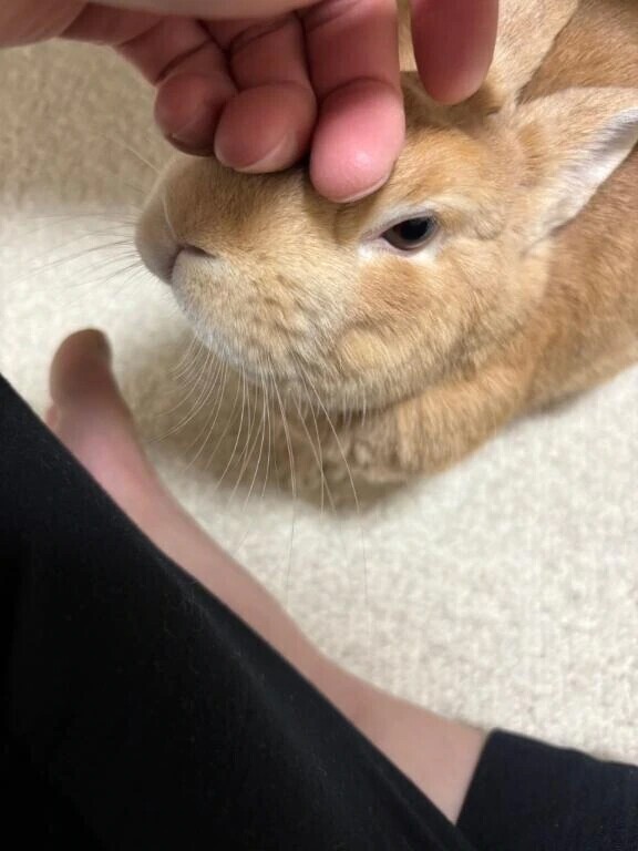 ラストひと枠🐰