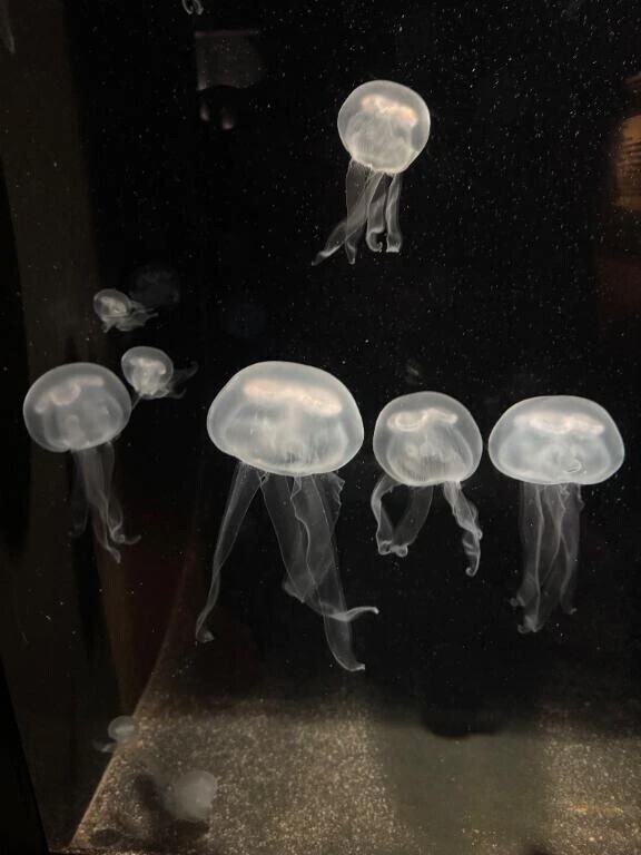 🪼海月ってきれい🪼