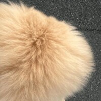 りのは