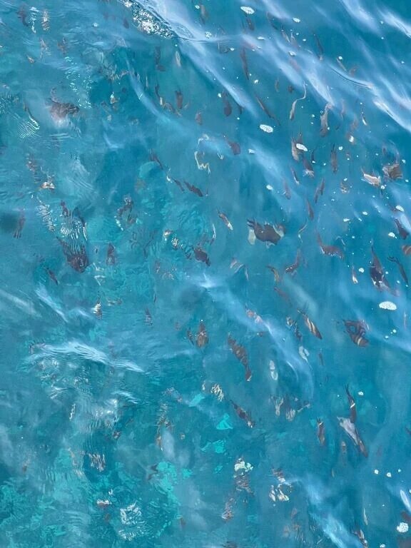 透けてる😳🐟