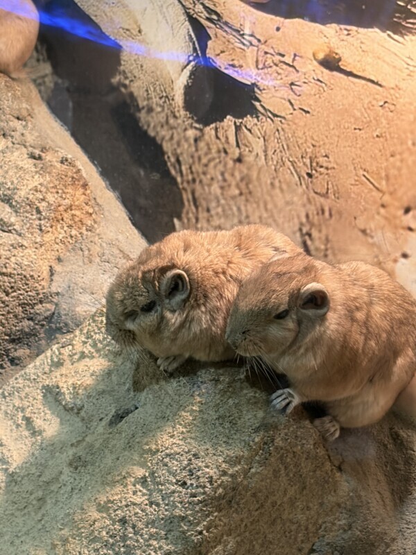 おはようございます(*´˘`*)♡