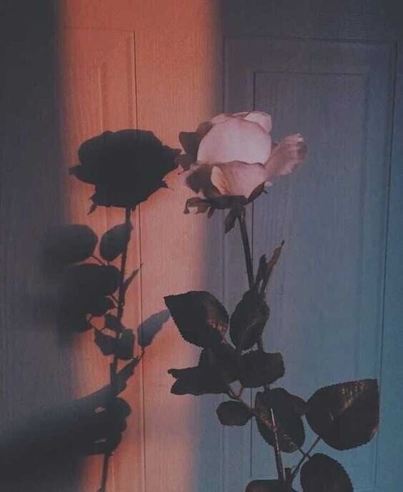官能的な💗