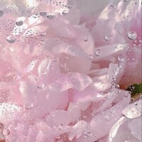 ひなた