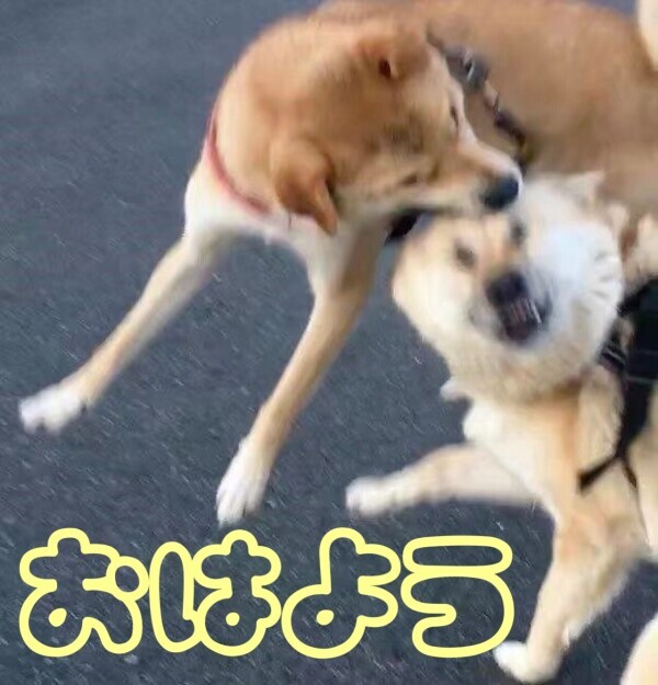 本日は…🈳