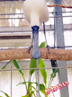 🦜君たちはどう生きるか…⁉️🦜( ・θ・ )