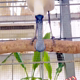 🦜君たちはどう生きるか…⁉️🦜( ・θ・ )