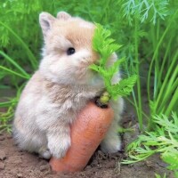 なな