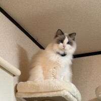 みか