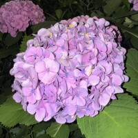 ひな