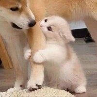 シフトなど