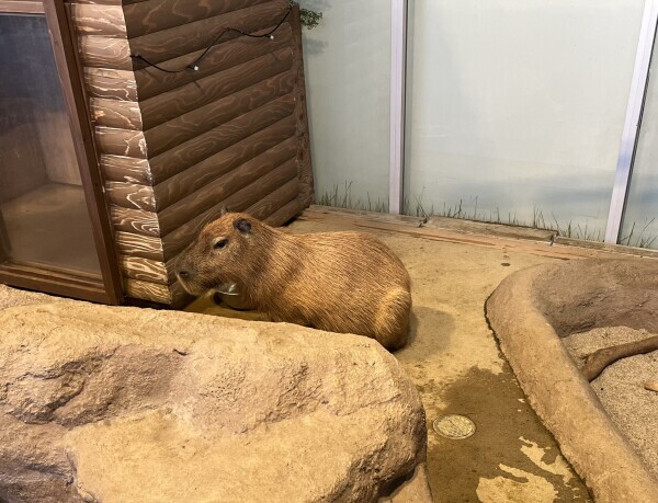 本日おやすみです( т т )