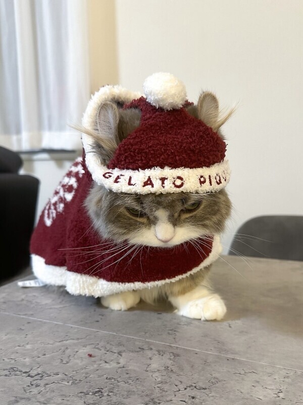 喋れるようになったので復活