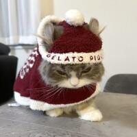 喋れるようになったので復活