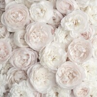 おはよ(ノ)･ω･(ヾ)⛅️