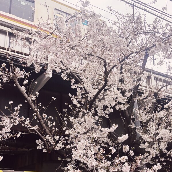 春🌸