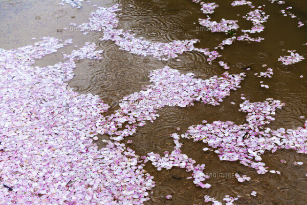 ちょっぴり特別な日🌸