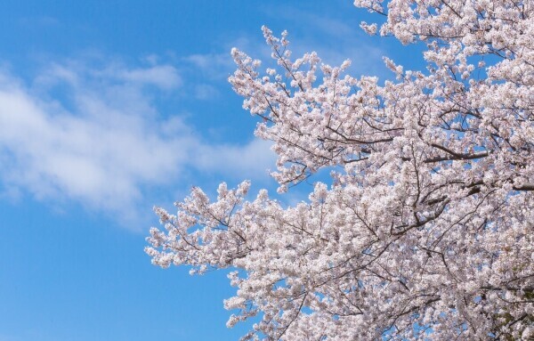 ４月(୨୧ ❛ᴗ❛)✧