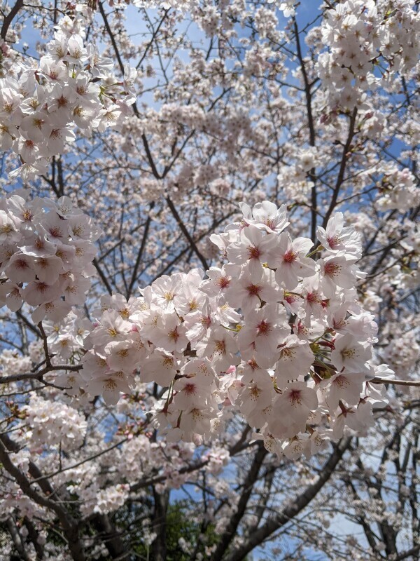 4月はじまりました！