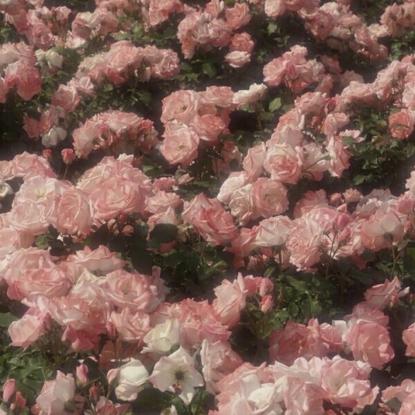 💌お礼〜次回の出勤〜