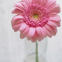 かのん
