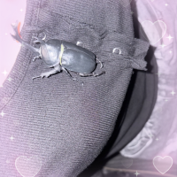 えな