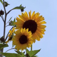 明日12時から❣️