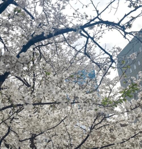 明日は