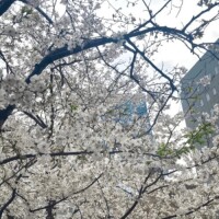 あさひな