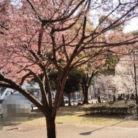 つばき