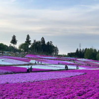 芝桜 綺麗ですね