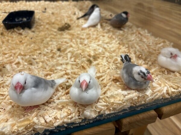 タイミング合う方いませんか？🐧💓