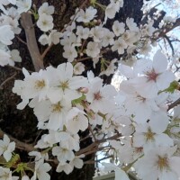 珍しく